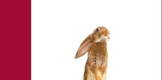 CIELO DE LOS ANIMALES, EL | DAVID JAMES POISSANT