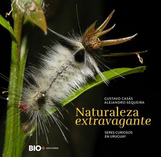 NATURALEZA EXTRAVAGANTE | Casas, SEQUEIRA