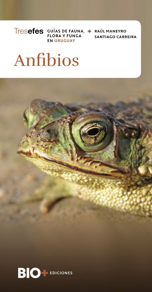 ANFIBIOS | RAUL/ CARREIRA  SANTIAGO MANEYRO