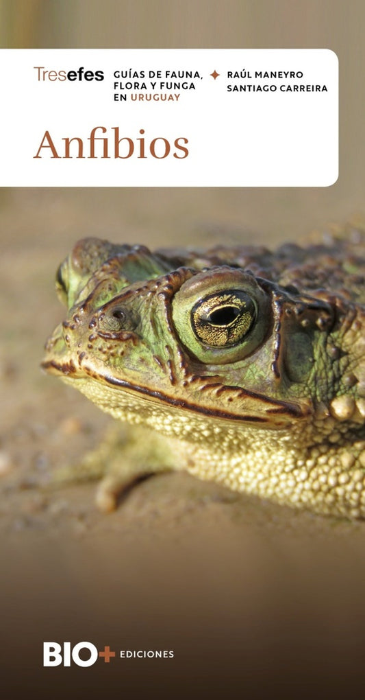 ANFIBIOS | RAUL/ CARREIRA  SANTIAGO MANEYRO